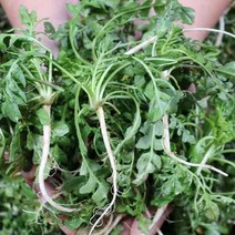 서산 겨울냉이 노지냉이 달래 손질달래 1kg, 달래 2묶음