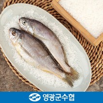[영광군수협]법성포 영광 진공 굴비 세트 1.4kg(20미) / 700g*2팩