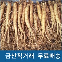햇인삼 5년근 수삼 실속형 인삼 350g 가정용인삼, 선택2 .실속형 350g(16-20뿌리), 1개