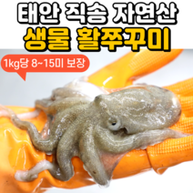 [당일조업] 안군수산 서해안 가을 생물 활 쭈꾸미 500g 1kg, 3. 생물 활 쭈꾸미 2kg (16~32미)