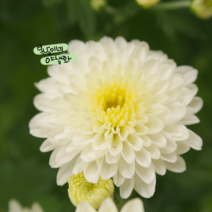 자소다 화이트 [3포트] (복남이네 야생화 모종 정원국화 가든멈), 3개