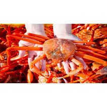 [젊은어부]산지직송 자숙홍게 3kg10마리(실속&육수), 자숙 육수용 10마리