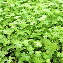 수초-노치도메 5촉-낮게 퍼지는 전경용 수족관 어항식물, 없음