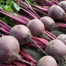 고당도 햇 국내산 레드비트 2kg 3kg 5kg 8kg, 국내산 레드비트 5kg