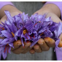 SPAIN SAFFRON (국내 포장), 사프란향신료3개