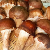 국내산 친환경 농장재배 무농약 참송이버섯 상품 500G~ 참송이 국내산참송이버섯 상품참송이, 1KG, 1개