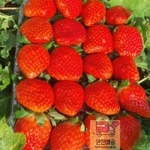 750g_장희_생딸기_산청_한팩_딸기_특품 CF2B, 1개