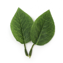 [오꿈] 잎사귀 나뭇잎 꽃잎 환경구성, A05 잎사귀 장미(1엽) 25입