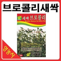 새싹브로콜리씨앗- 브로콜리싹 브로콜리씨앗 새싹채소 새싹씨앗 학습용 실험용 사계절 재배가능, 새싹롤로로사
