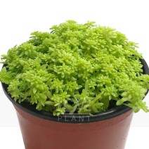 황금세덤-세덤류/작고통통한잎/다육식물, 1개