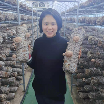 사랑이네농장 깨끗한 바른먹거리 배지재배 생표고버섯 kg 농장직송 연중무휴, 일반표고-중