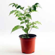 이삭 공기정화식물 녹보수- 녹색보석나무 꽃말 행운 재물, 상세페이지 참조