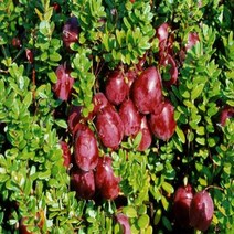 묘목/크랜베리/삽목3년(포트2개묶음)/b0352