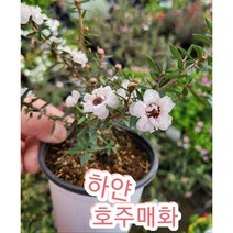 매화꽃-호주매화 흰색/겨울에 피어나는 꽃 매화의 꽃말은 기품 품격, 1개