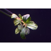 부세파란드라 sp. 팬텀미니 10+2촉 세트 초보자 미니팬텀 음성 수초