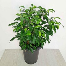 벤자민(중) 풍성하게 잘자라는 고무나무/칼라벤자민, mr@;,:> 본상품선택” class=”wr-img”></a></div></p></div></p></div></p></div><div class=