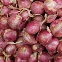 태국식품 태국양파 샬롯 미니양파 500g worldfood