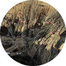 아까시나무 아까시아나무 프라그묘 묘목 10주 조경수