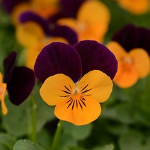 [씨앗]팬지(비올라)-솔벳 오렌지점프업 20립