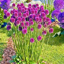 [모야모 꽃씨] 알리움 드럼스틱 20립 씨앗