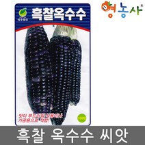 흑찰옥수수씨앗 70립- 옥수수씨앗 찰옥수수 씨앗, 흑찰옥수수, 1개