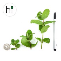 [허브아이] 애플민트 [작은잎 큰잎 길고 큰잎], 10g, 1개