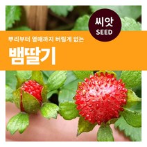 마이플랜트 뱀딸기 씨앗 1000립, 단품없음