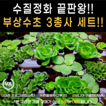 [비바소녀] 인기부상수초3종모음(14뿌리) / 아마존프로그비트 목련물배추 살바니아쿠쿨라타 수질정화 구피은신처 초보수초 레이아웃 부상수초