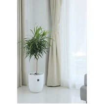[공기정화/실내습도유지/키우기쉬운] 자바, 단품