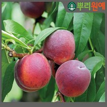 복숭아 나무 묘목 천도복숭 2년생