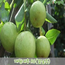 착한가격 나무생각 / 대추나무 / 대왕대추(다왕조오) / 5주