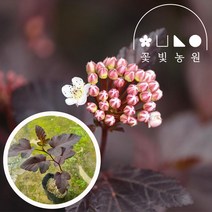 자엽국수나무 4치포트 묘목 흰꽃나무 다년생 월동식물 황금중산국수나무, 황금국수나무