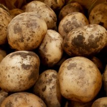 새벽들 햇 감자 왕특 요리용 큰사이즈 (1kg 3kg 5kg 10kg 20kg), 1봉