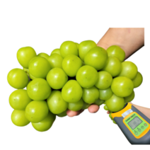 [수출용프리미엄] 고당도 수출용 특등급 김천 샤인 머스켓 포도 망고포도 씨없는 과일 청포도 샤인머스캣 추석 과일 선물 세트 최상품 1kg이상 2kg, 3.프리미엄 수출용 4kg (4수)