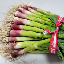 BubbasFineFoods 오늘의채소 국내산 노지 풋마늘 1kg 183604