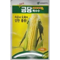 대학찰 흑찰 백찰 알록이 자흑찰 옥수수씨앗 옥수수씨 텃밭 채소씨 주말농장, 금당옥수수 70립 솔라늄, 1개
