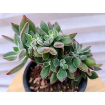 {정화다육} 다육식물 부용철화