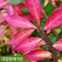 화살나무 단풍나무 키60cm 화분