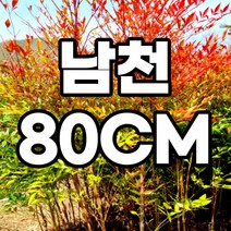 남천나무 80cm 분묘 철쭉마켓 빨간 단풍 묘목 분묘 노지월동 열매 생울타리 조경수 정원수 공기정화식물 재배농원직송, 남천나무 분묘 80cm 1개 (배송비별도)
