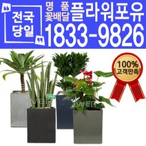 관엽식물 공기정화식물 대전 대구 울산 개업화분 화분배달, (선택33)만냥금