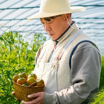[산지직송] 부산 대저 짭짤이 토마토 농협인증, 짭짤이토마토(2S) 1.5Kg, 1개