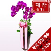 대박플라워 핑크호접 서양란 승진선물 취임란 영전 이전 개업선물 부모님선물 꽃배달