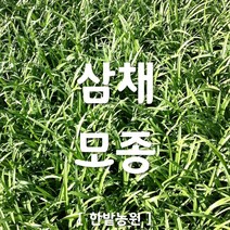채소 모종 ~ 각종 묘종. 베란다 텃밭 세트 공기정화식물 허브 씨앗 채소모종 ~, H088 삼채 모종 1개