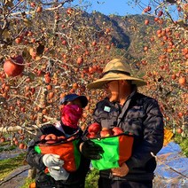 해발 600m 거창 고랭지 햇 부사 못난이 흠집 명품 꿀 사과 5kg 10kg, 1박스, 정품사과 5kg 특대과(10~12과)