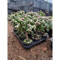 칼라은행목 아악무 외목대 15~25cm 179