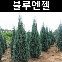 블루엔젤 나무 묘목 삽목2년 뿌리 특묘 3개/정원/공원/조경수