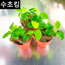 [수초킹] 아누비아스 골든나나, 1포트