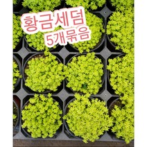 황금세덤 5개묶음/연두색 따글따글 다육식물