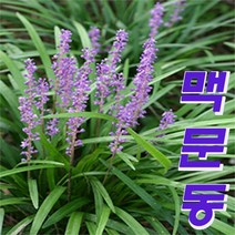 지리산다원 맥문동모종3~5분얼, 50개