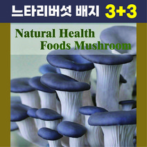 느타리버섯 배지 2묶음 / 4묶음 / 6묶음 집에서 학교에서 버섯 키우기 체험학습 생태학습